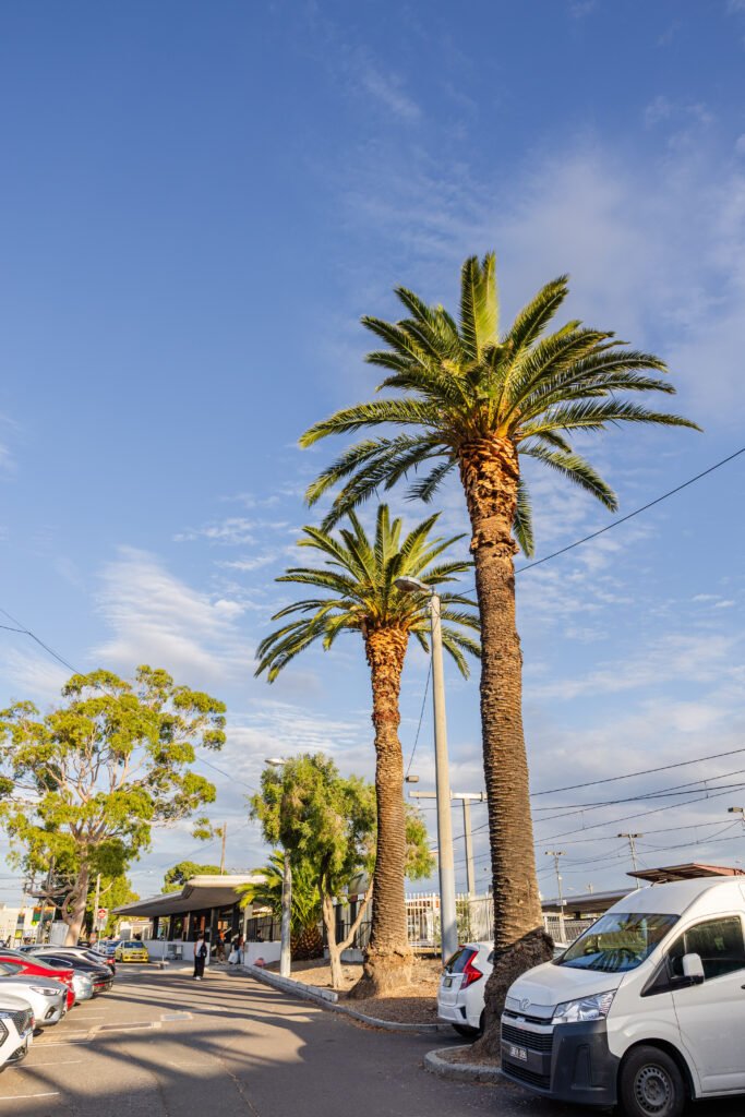 Oakleigh Trees